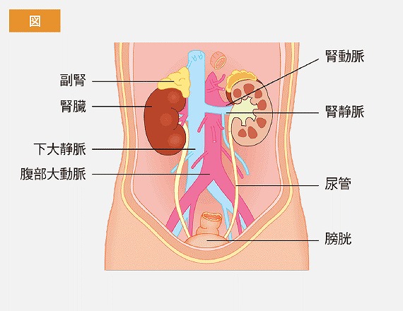 腎臓の働き