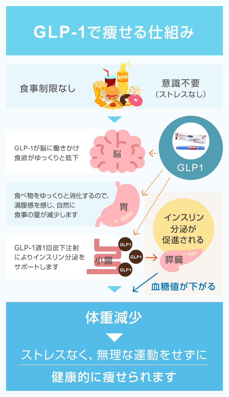 GLP-1とは